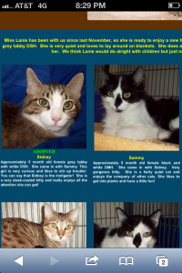 Do you recognize these kitties?! Yep - they're the ones we found in December! 