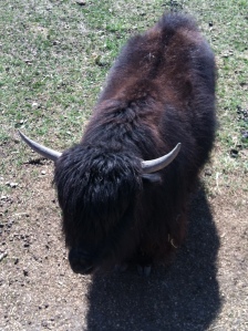 a yak at the park on Easter